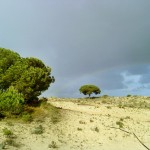Dünenlandschaft in Coto Doñana
